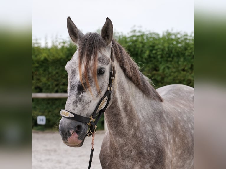 PRE Mix Wałach 6 lat 158 cm Siwa in Neustadt (Wied)