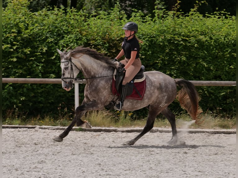 PRE Mix Wałach 6 lat 158 cm Siwa in Neustadt (Wied)