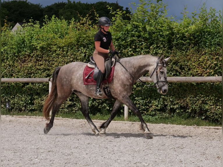 PRE Mix Wałach 6 lat 158 cm Siwa in Neustadt (Wied)