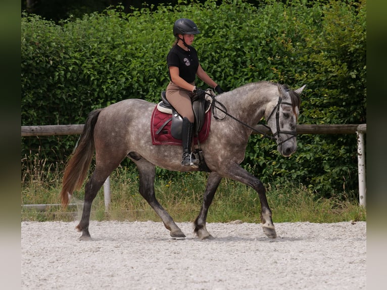 PRE Mix Wałach 6 lat 158 cm Siwa in Neustadt (Wied)
