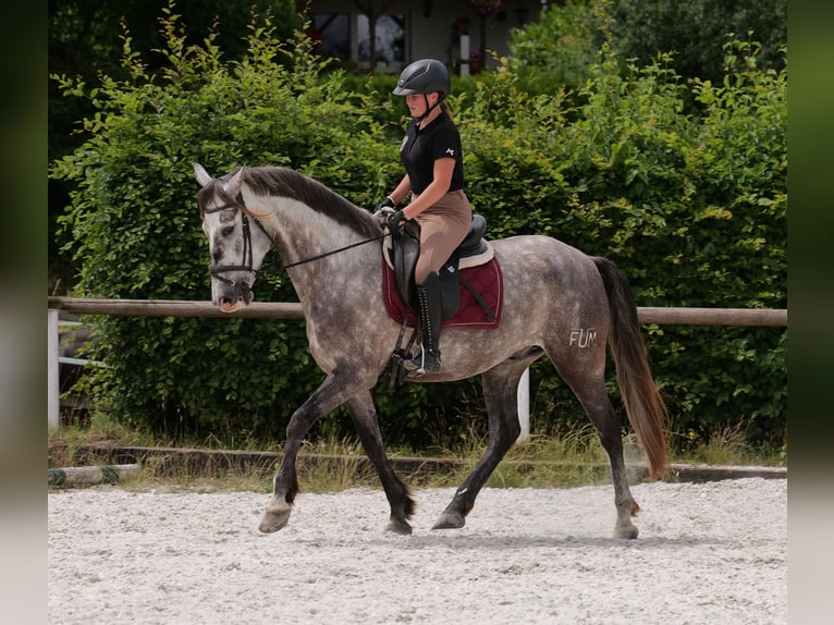 PRE Mix Wałach 6 lat 158 cm Siwa in Neustadt (Wied)