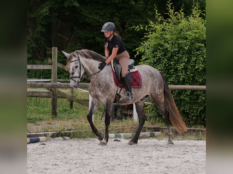 PRE Mix Wałach 6 lat 158 cm Siwa in Neustadt (Wied)