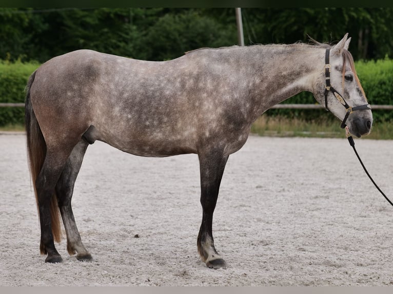 PRE Mix Wałach 6 lat 158 cm Siwa in Neustadt (Wied)