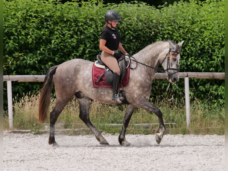 PRE Mix Wałach 6 lat 158 cm Siwa in Neustadt (Wied)