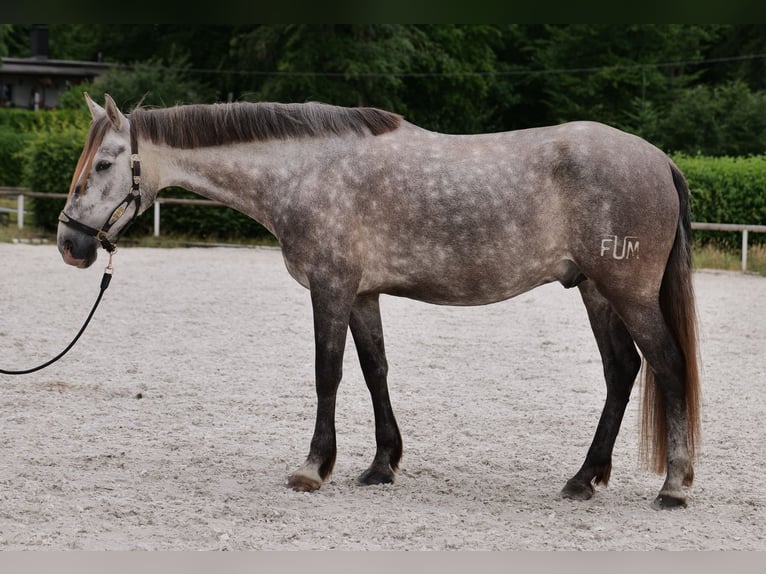 PRE Mix Wałach 6 lat 158 cm Siwa in Neustadt (Wied)