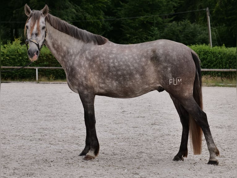 PRE Mix Wałach 6 lat 158 cm Siwa in Neustadt (Wied)