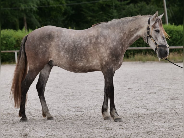PRE Mix Wałach 6 lat 158 cm Siwa in Neustadt (Wied)