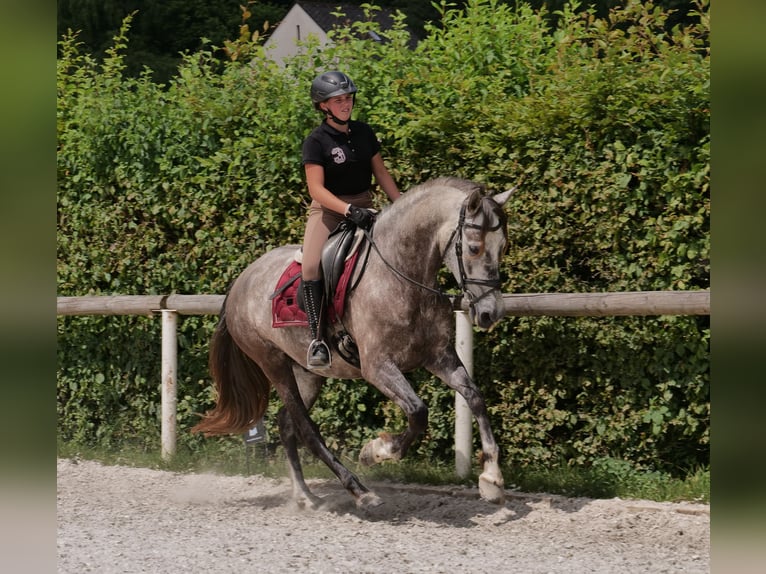 PRE Mix Wałach 6 lat 158 cm Siwa in Neustadt (Wied)