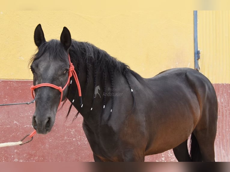 PRE Wałach 6 lat 159 cm Kara in Provinz Cordoba