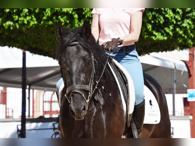 PRE Wałach 6 lat 159 cm Kara in Provinz Cordoba