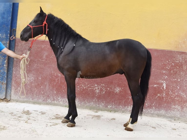 PRE Wałach 6 lat 159 cm Kara in Provinz Cordoba
