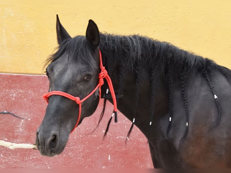 PRE Wałach 6 lat 159 cm Kara in Provinz Cordoba