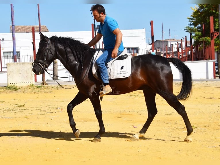PRE Wałach 6 lat 159 cm Kara in Provinz Cordoba