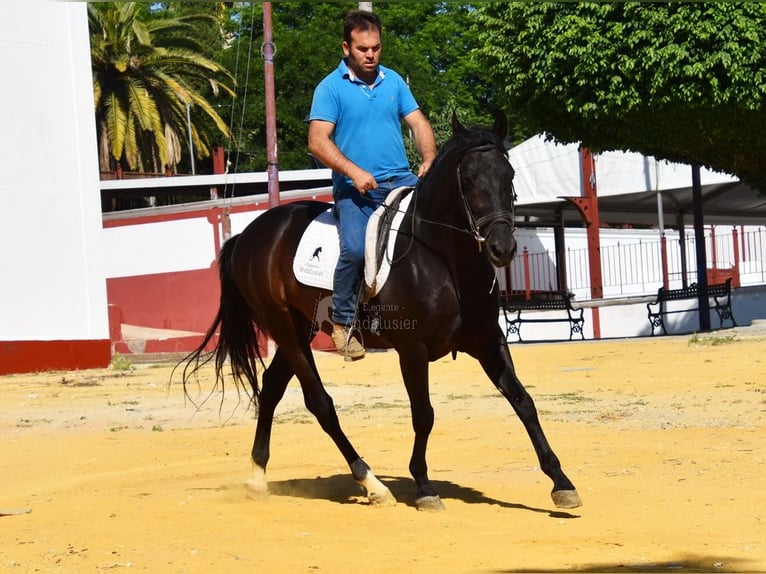 PRE Wałach 6 lat 159 cm Kara in Provinz Cordoba