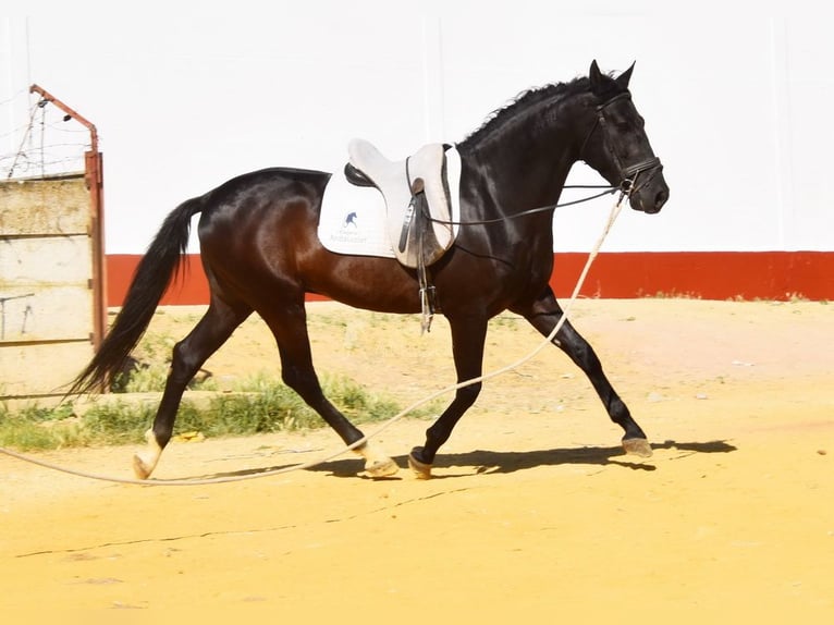 PRE Wałach 6 lat 159 cm Kara in Provinz Cordoba