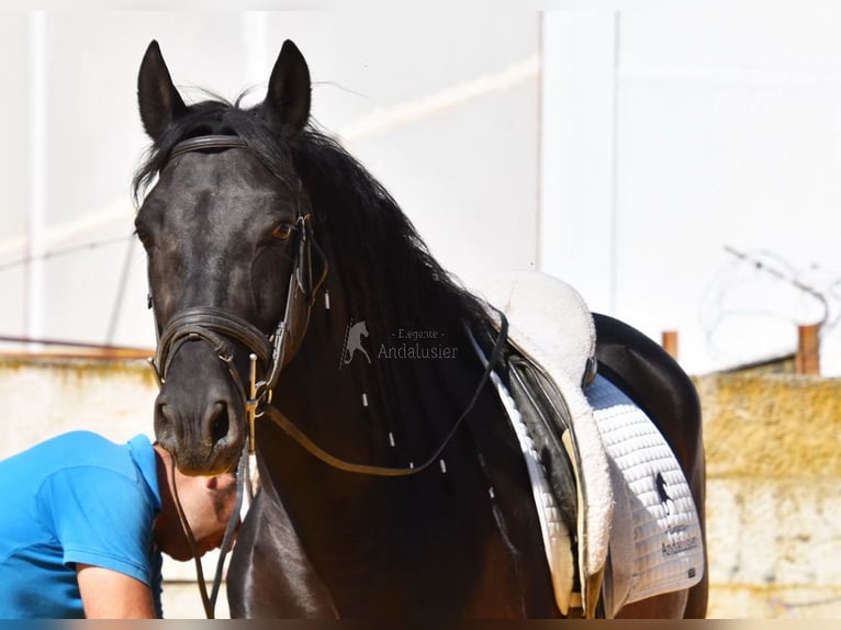 PRE Wałach 6 lat 159 cm Kara in Provinz Cordoba