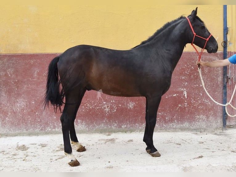 PRE Wałach 6 lat 159 cm Kara in Provinz Cordoba