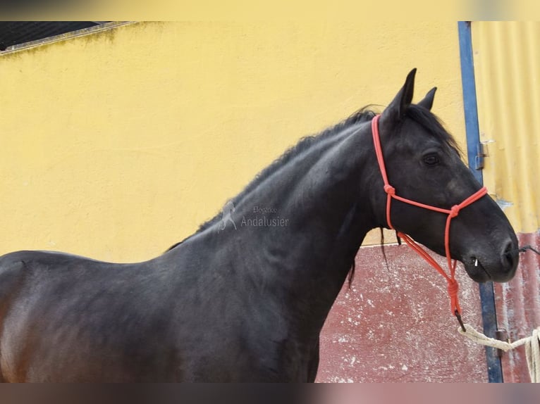 PRE Wałach 6 lat 159 cm Kara in Provinz Cordoba