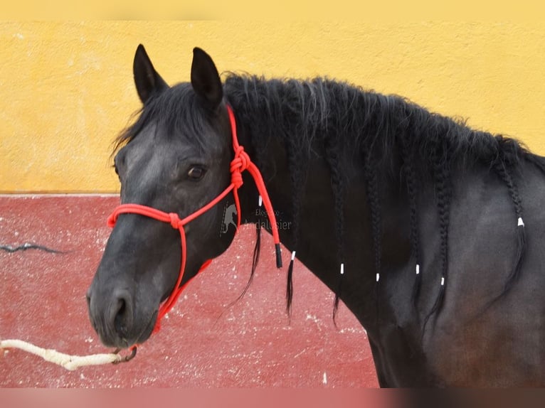 PRE Wałach 6 lat 159 cm Kara in Provinz Cordoba