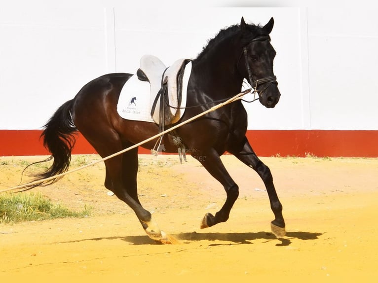 PRE Wałach 6 lat 159 cm Kara in Provinz Cordoba