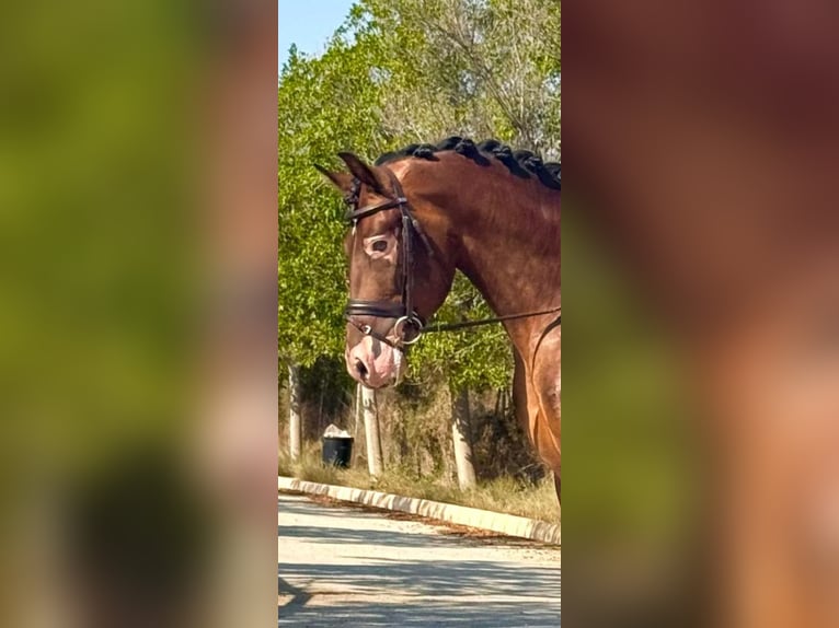 PRE Wałach 6 lat 160 cm Gniada in Los Arenales Del Sol