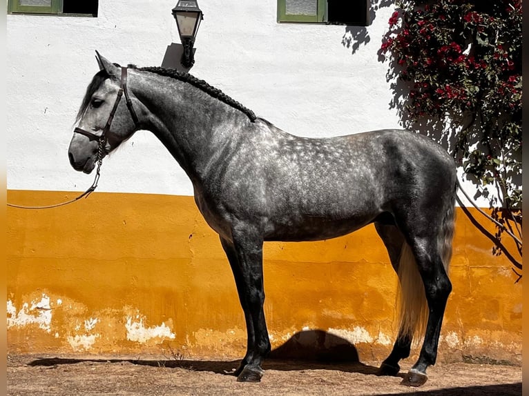 PRE Mix Wałach 6 lat 160 cm Siwa jabłkowita in Schwarme