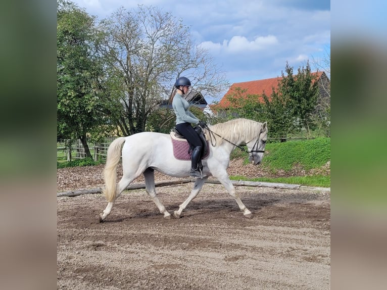 PRE Mix Wałach 6 lat 160 cm Siwa in Karlshuld