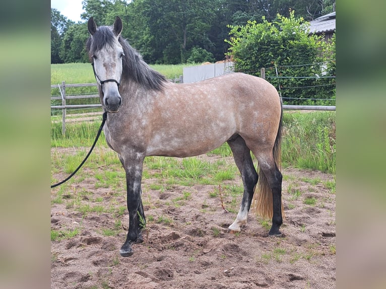 PRE Wałach 6 lat 160 cm Siwa in Holsbeek