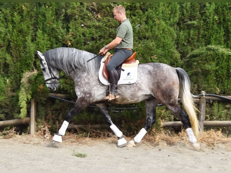 PRE Wałach 6 lat 160 cm Siwa in Provinz Malaga
