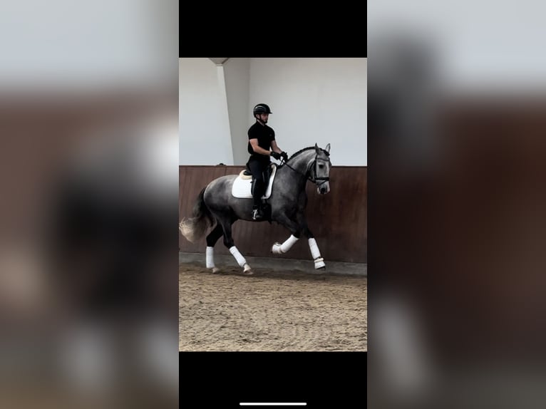 PRE Wałach 6 lat 161 cm Siwa in Valencia