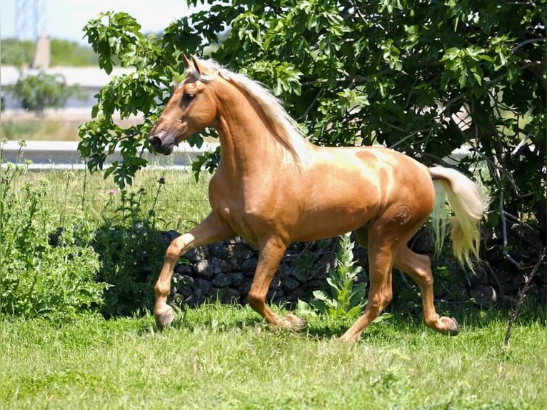 PRE Mix Wałach 6 lat 162 cm Izabelowata in Beinhausen