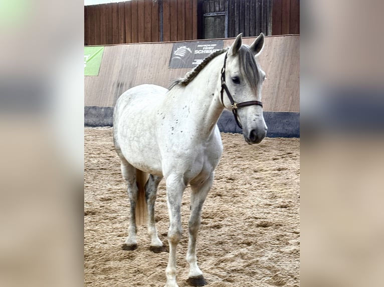 PRE Mix Wałach 6 lat 162 cm Siwa jabłkowita in Wegeleben