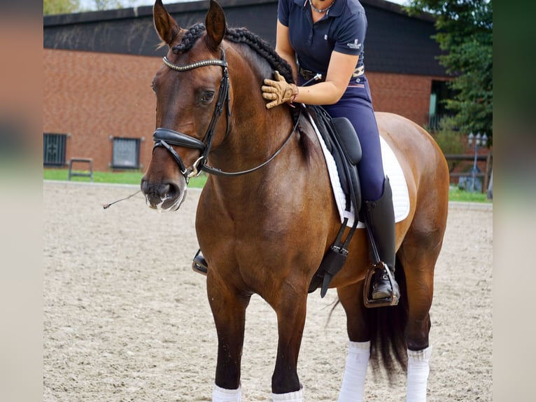 PRE Mix Wałach 6 lat 163 cm Ciemnogniada in Martfeld