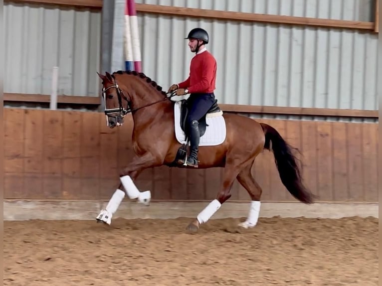 PRE Mix Wałach 6 lat 163 cm Kasztanowata in Löningen