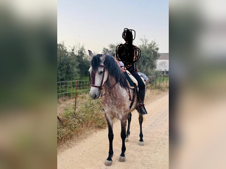 PRE Mix Wałach 6 lat 163 cm Siwa in San Juan De Aznalfarache
