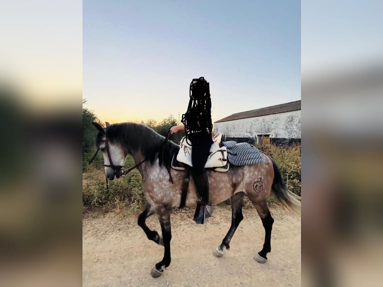 PRE Mix Wałach 6 lat 163 cm Siwa in San Juan De Aznalfarache