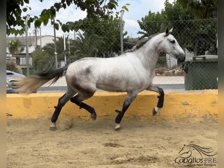 PRE Mix Wałach 6 lat 163 cm Siwa in Barcelona