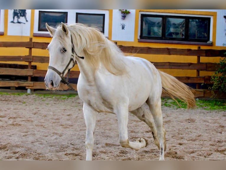 PRE Wałach 6 lat 163 cm Siwa in Polenz