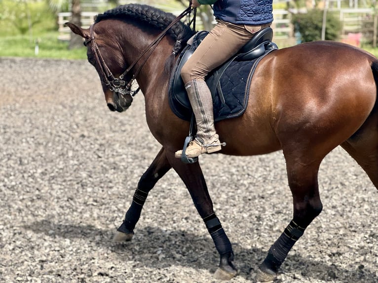 PRE Wałach 6 lat 164 cm Ciemnogniada in Dorsten