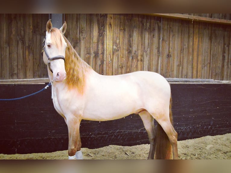 PRE Mix Wałach 6 lat 164 cm Cremello in Niddatal