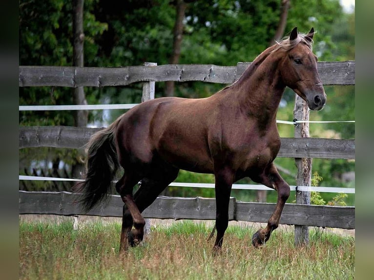 PRE Mix Wałach 6 lat 164 cm Izabelowata in Boxtel
