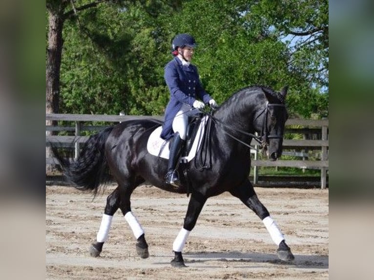 PRE Mix Wałach 6 lat 164 cm Kara in Sch&#xFC;lp bei Nortorf