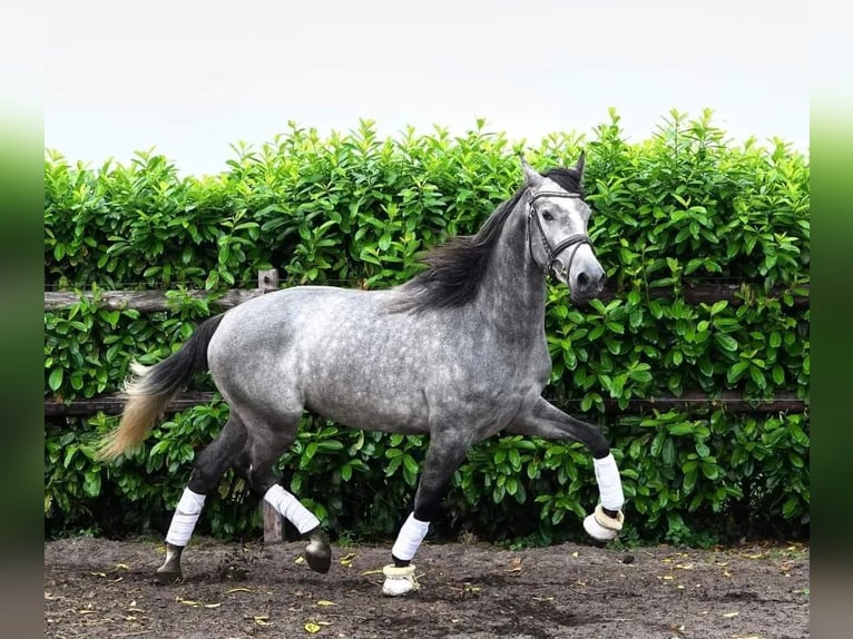 PRE Mix Wałach 6 lat 164 cm Siwa jabłkowita in Boxtel