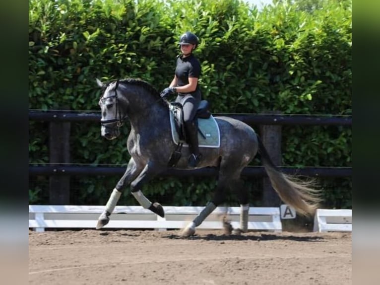 PRE Mix Wałach 6 lat 164 cm Siwa in Neustadt (Wied)