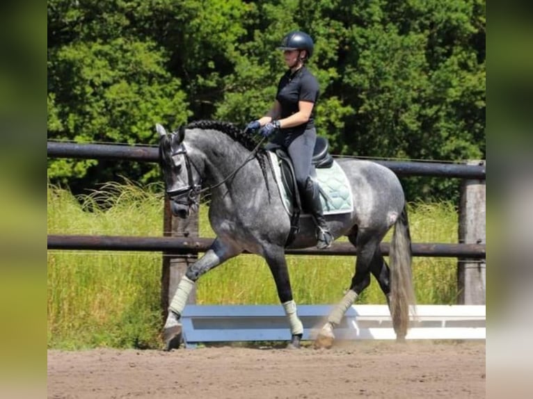 PRE Mix Wałach 6 lat 164 cm Siwa in Neustadt (Wied)
