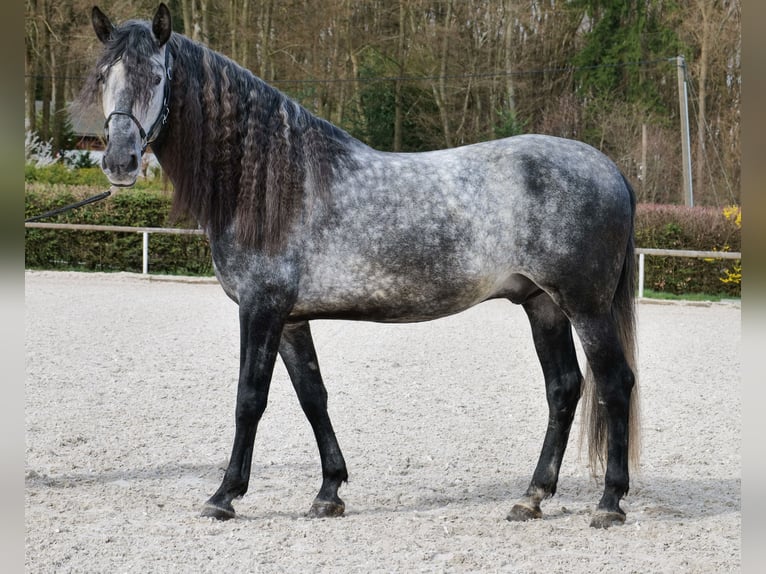 PRE Mix Wałach 6 lat 164 cm Siwa in Neustadt (Wied)