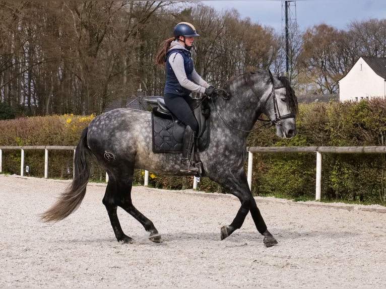 PRE Mix Wałach 6 lat 164 cm Siwa in Neustadt (Wied)