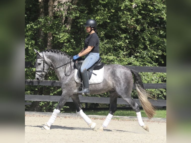 PRE Mix Wałach 6 lat 164 cm Siwa in Groesbeek