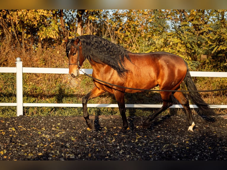 PRE Wałach 6 lat 165 cm Gniada in Fischamend