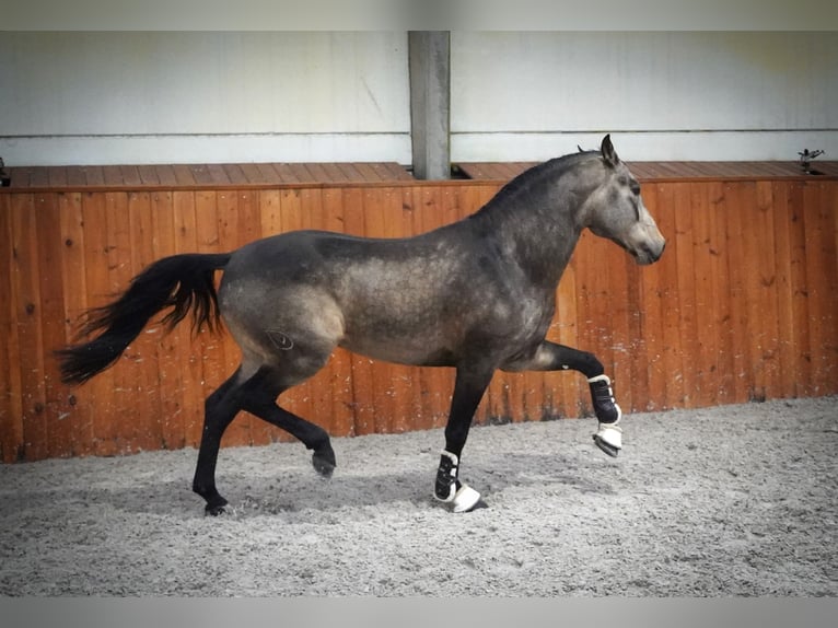 PRE Mix Wałach 6 lat 165 cm Jelenia in Dessel